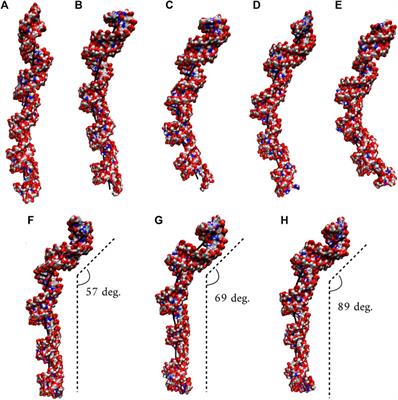 Computational Investigation of Bending Properties of RNA AUUCU, CCUG, CAG, and CUG Repeat Expansions Associated With Neuromuscular Disorders